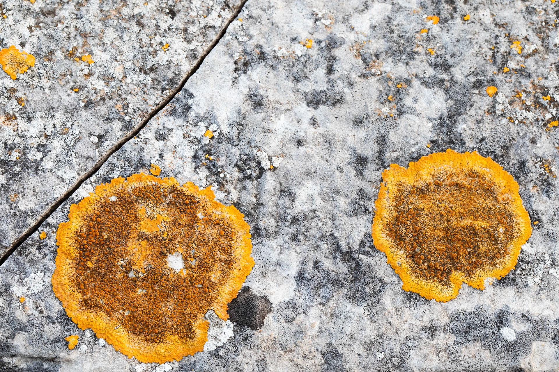I saw a bunch of lichens in a dry stone wall ... and spent all day there ....
