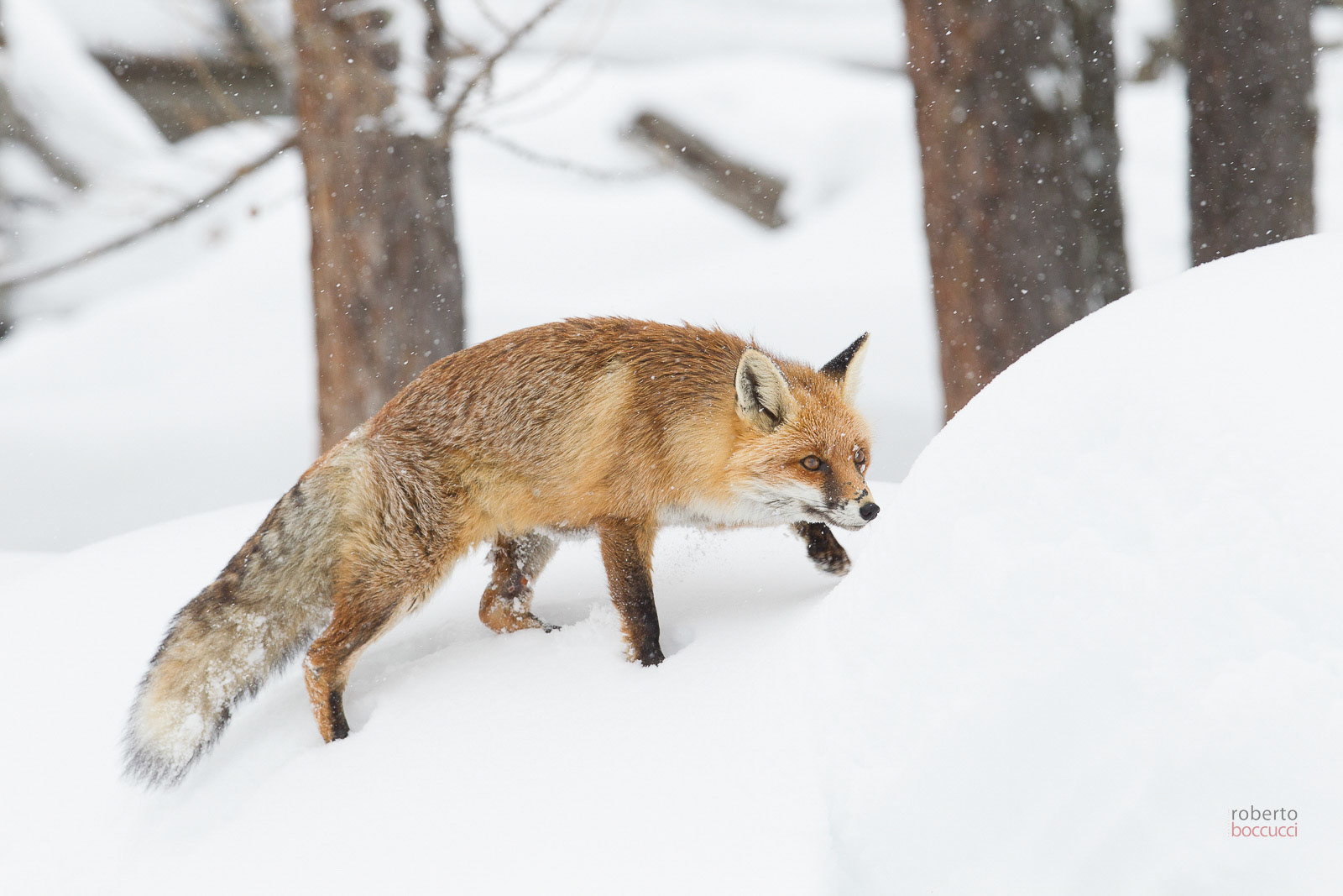 Red fox - Valnoney