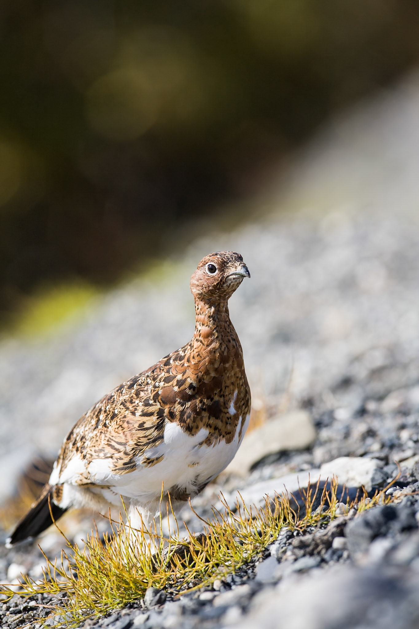 Willow Grouse (Denali NP)