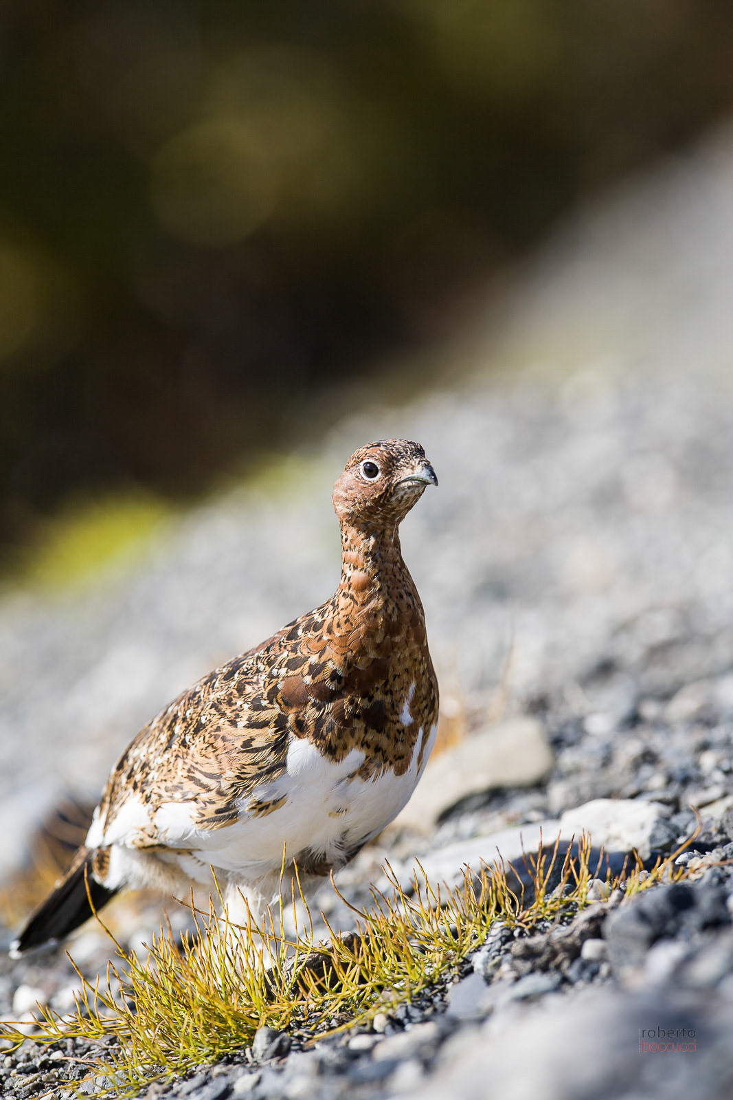 Willow Grouse (Denali NP)