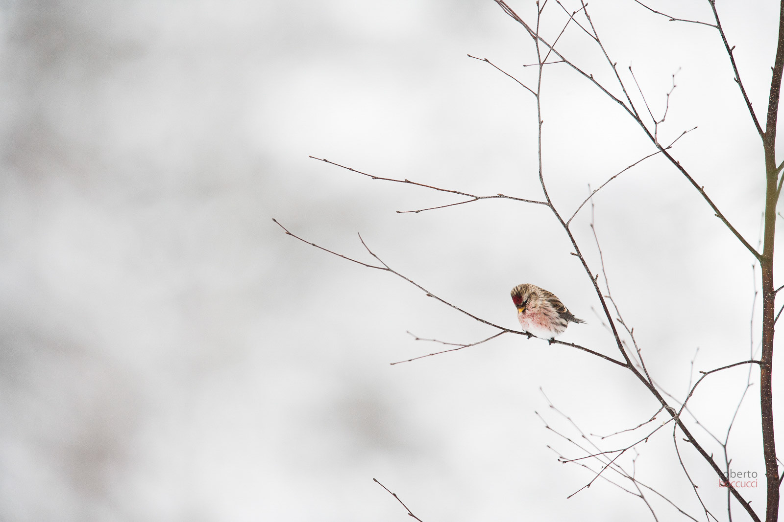 Arctic redpoll