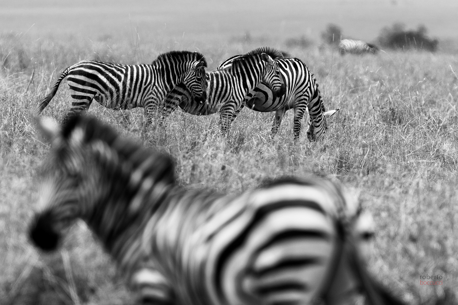 Zebre (Masai Mara)