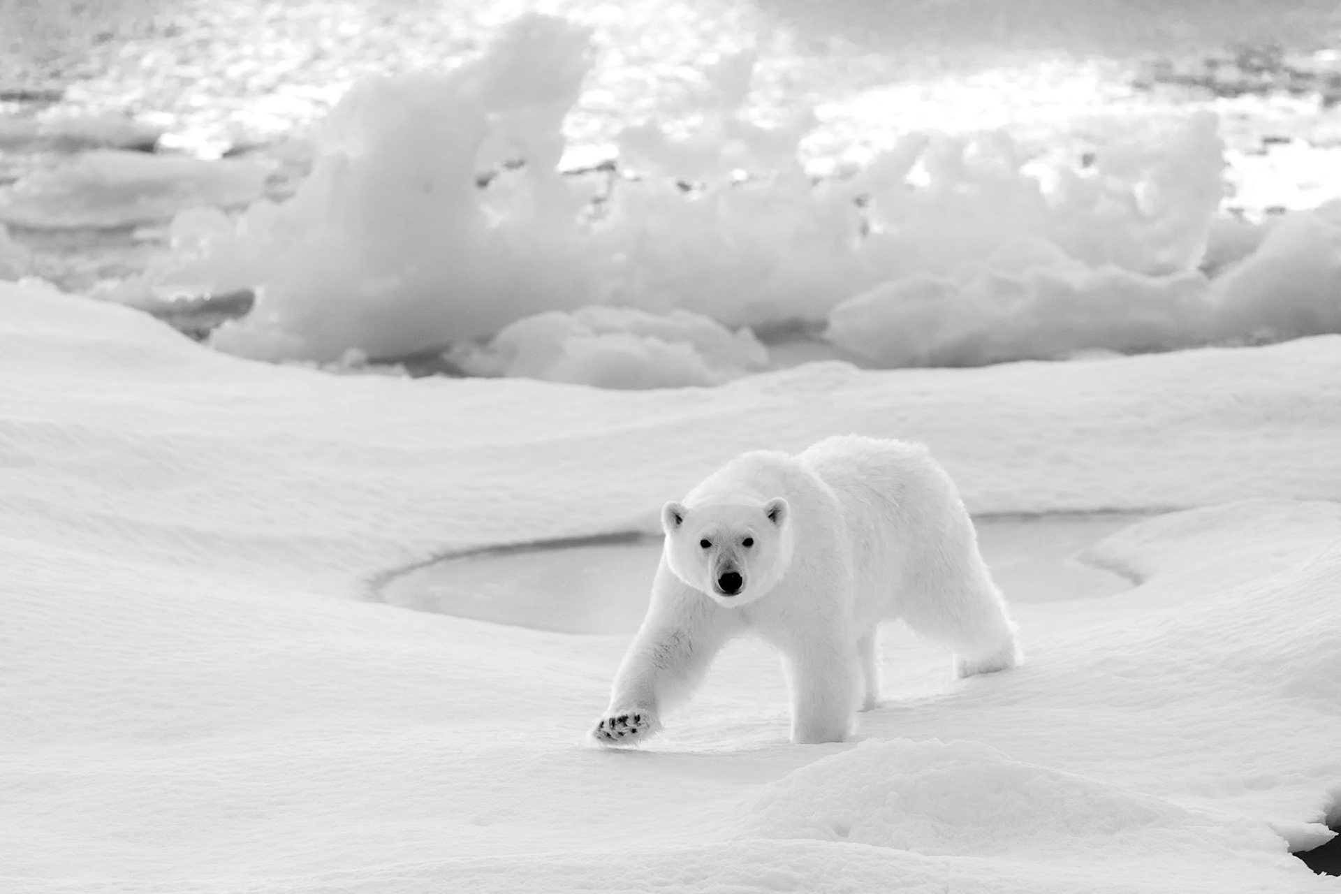 This bear at the crack of dawn approached to see who disturbed his sleep