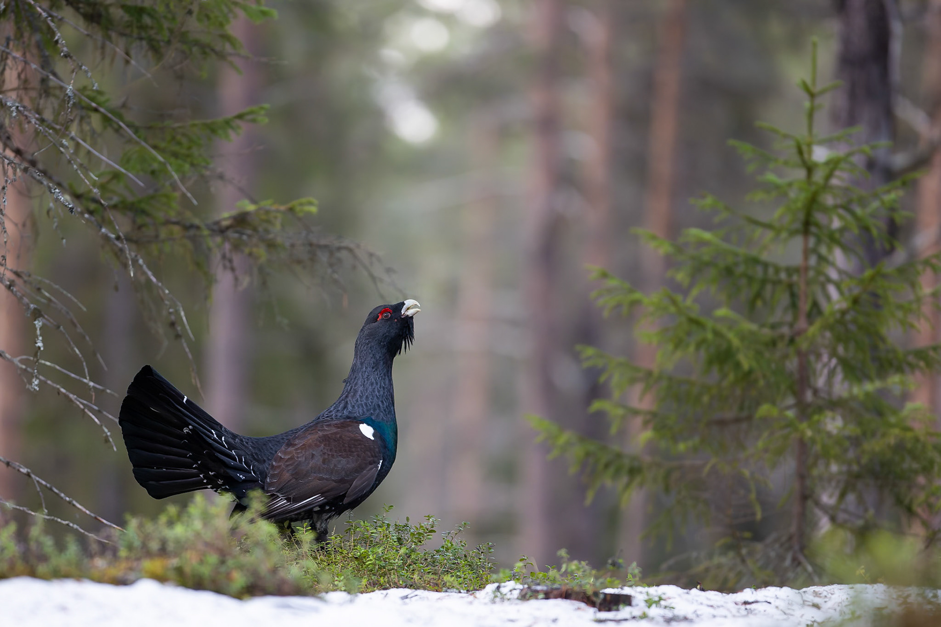 Capercaillie (Sweden)