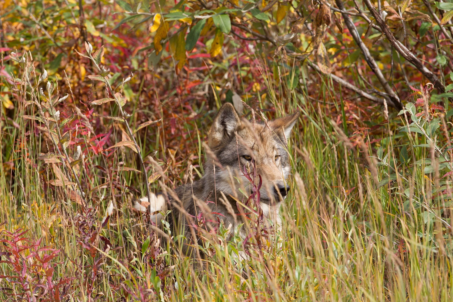 Wolf (Denali NP)