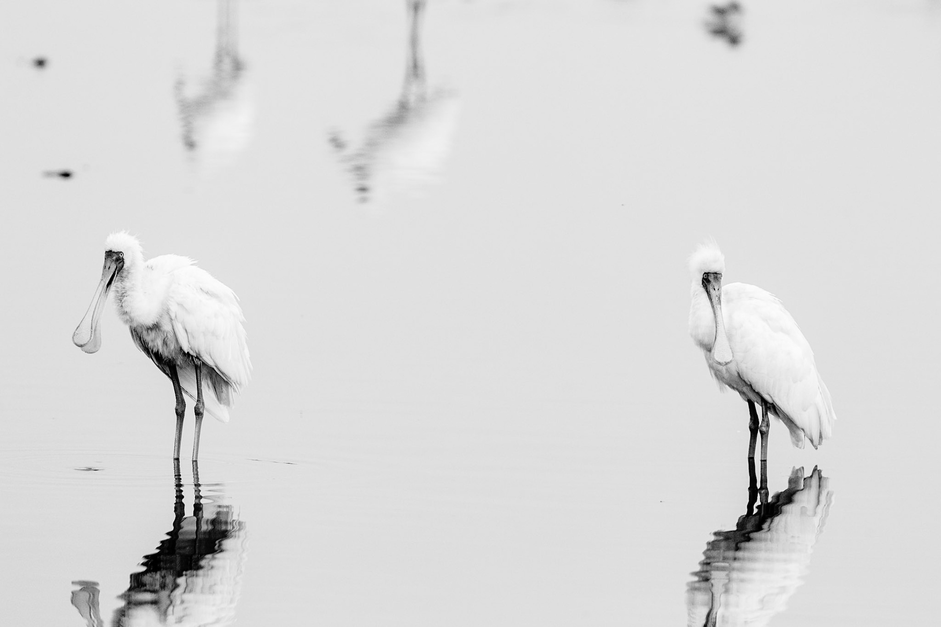 Spatole (Masai Mara)