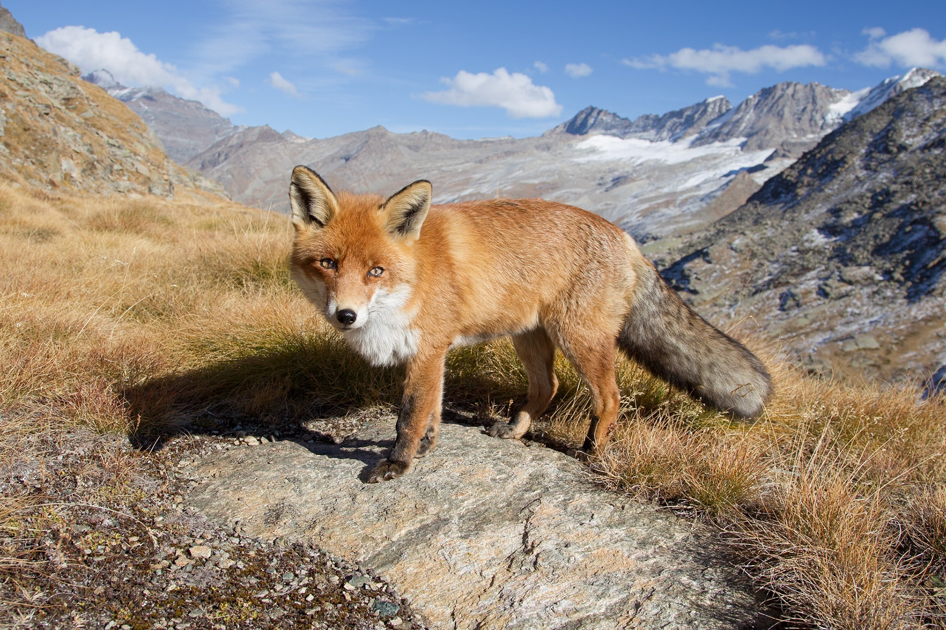 Red fox - Valsavarenche