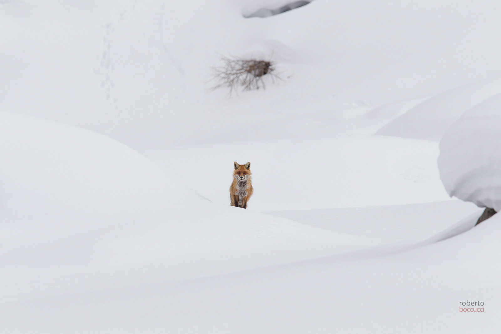Red fox - Valnoney