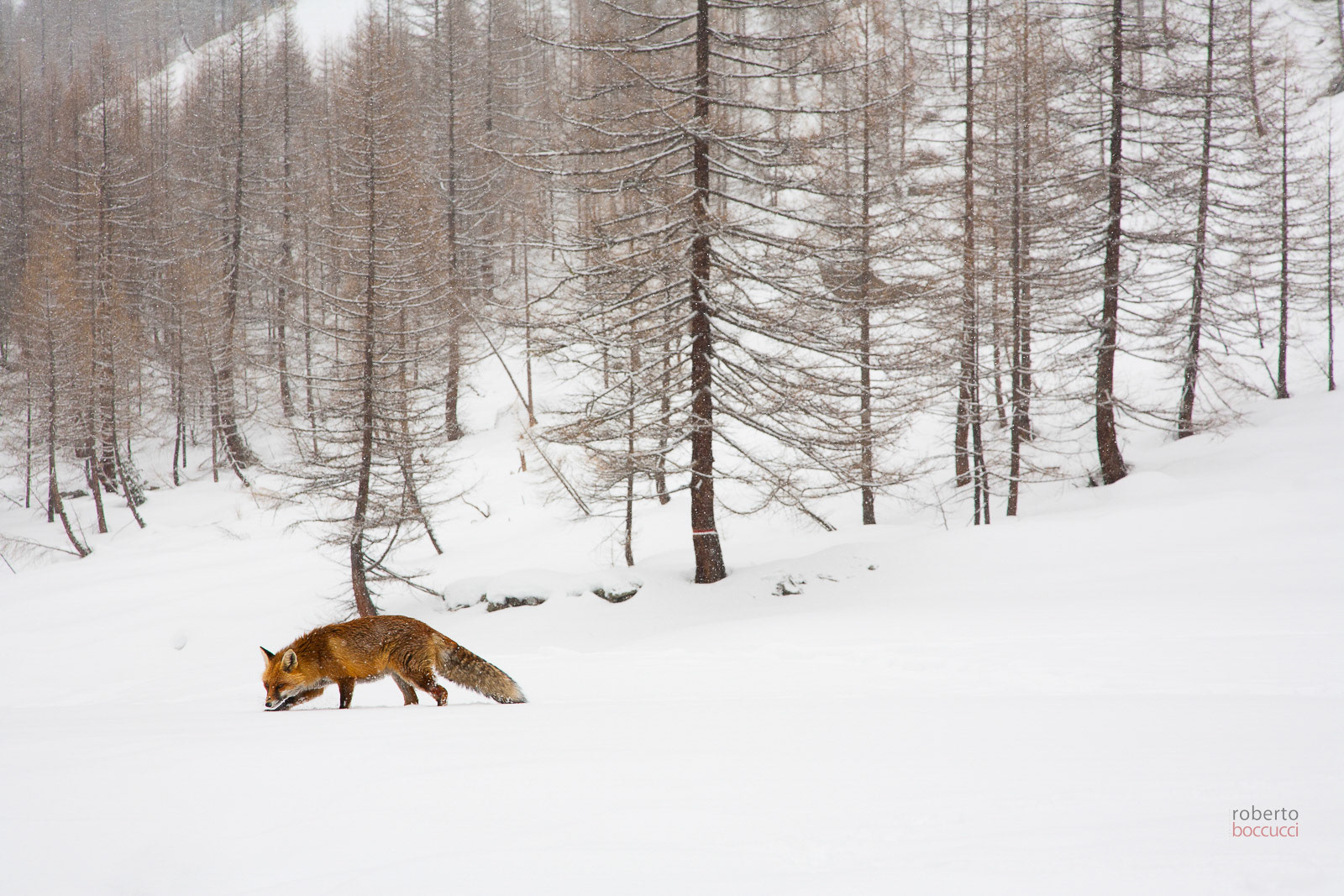 Red fox - Valnoney