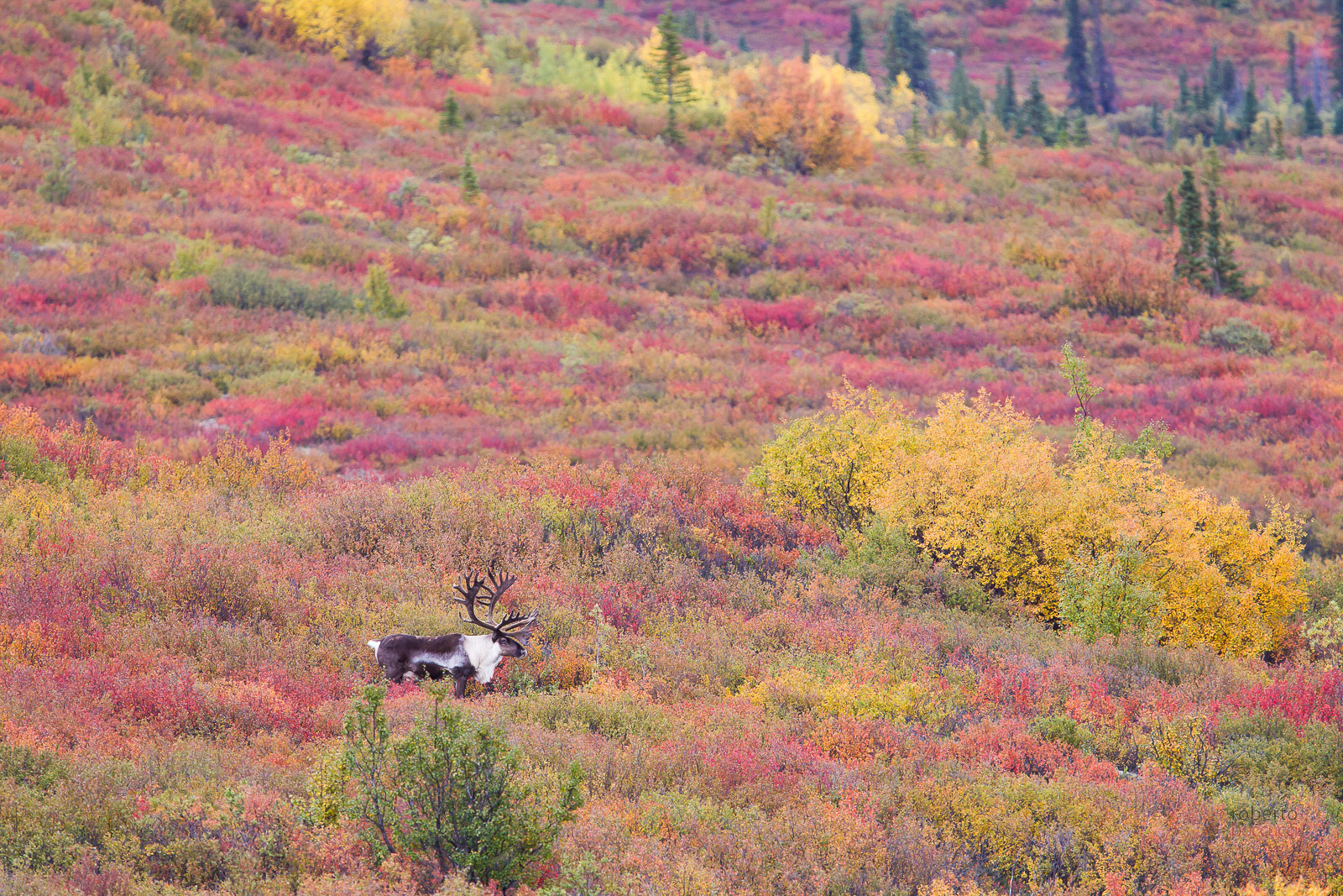 Caribou- Denali NP