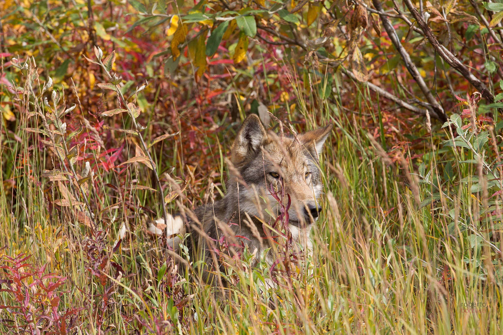 Wolf (Denali NP)