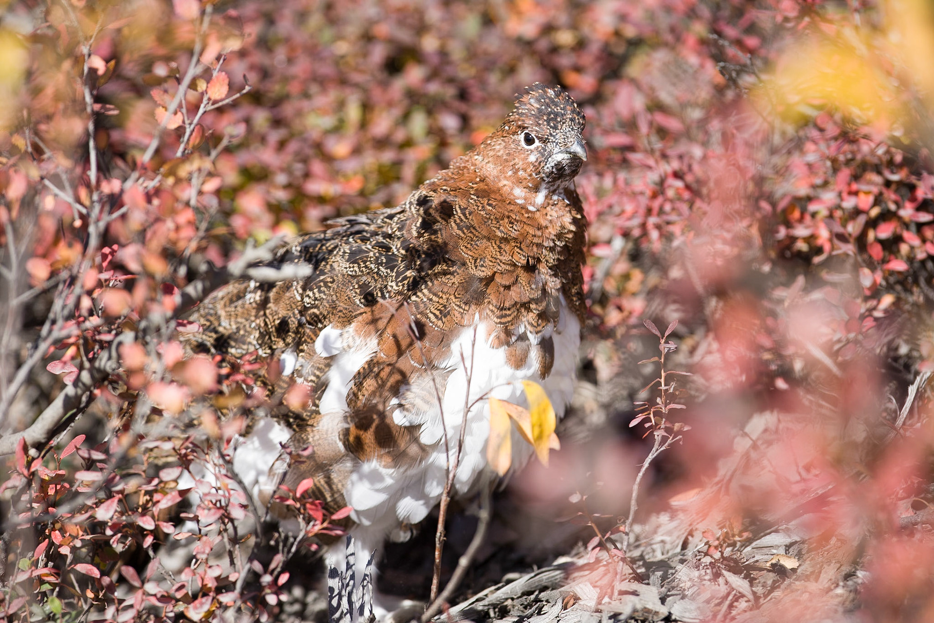 Willow Grouse (Denali NP)
