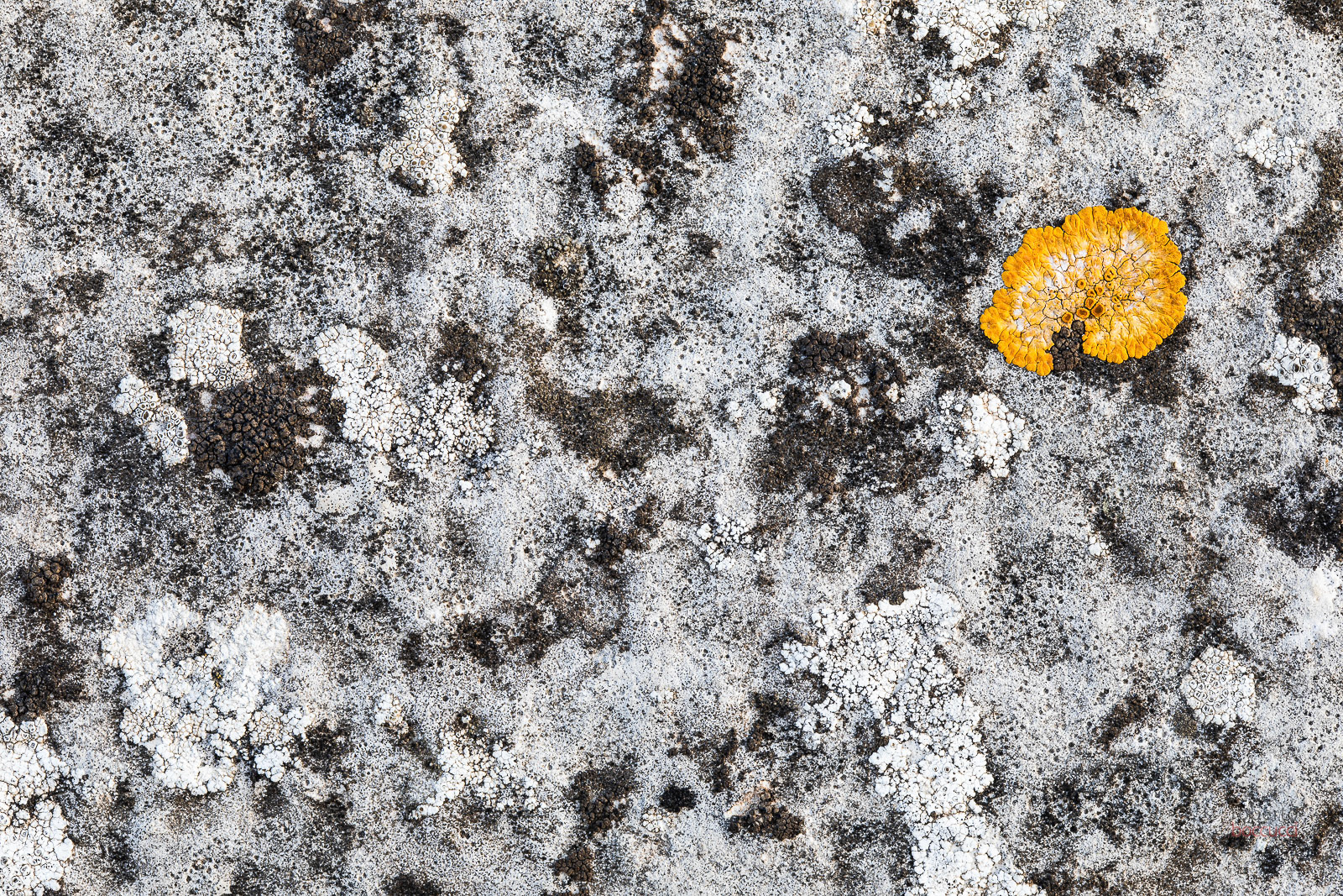 I saw a bunch of lichens in a dry stone wall ... and spent all day there ....