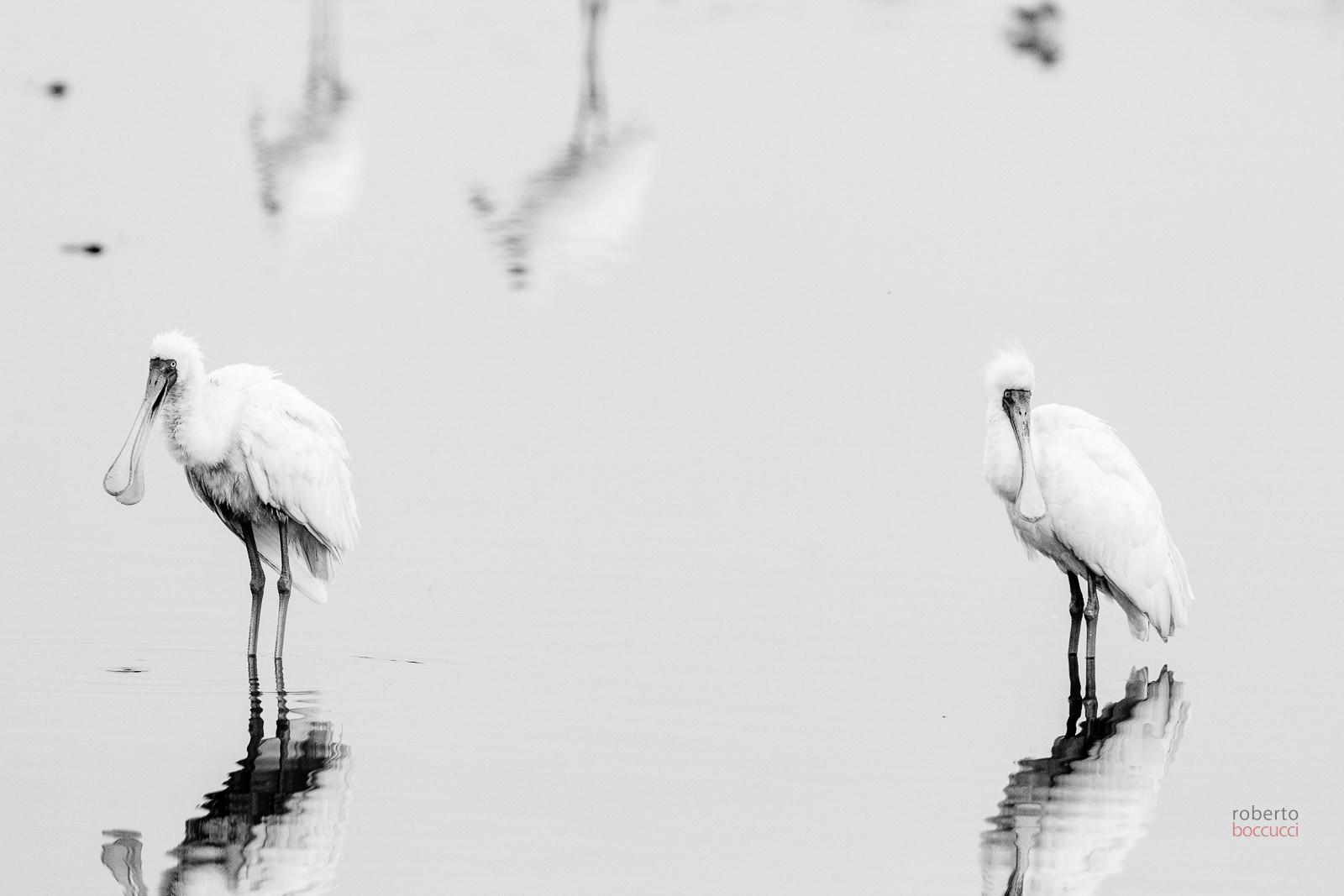Spatole (Masai Mara)