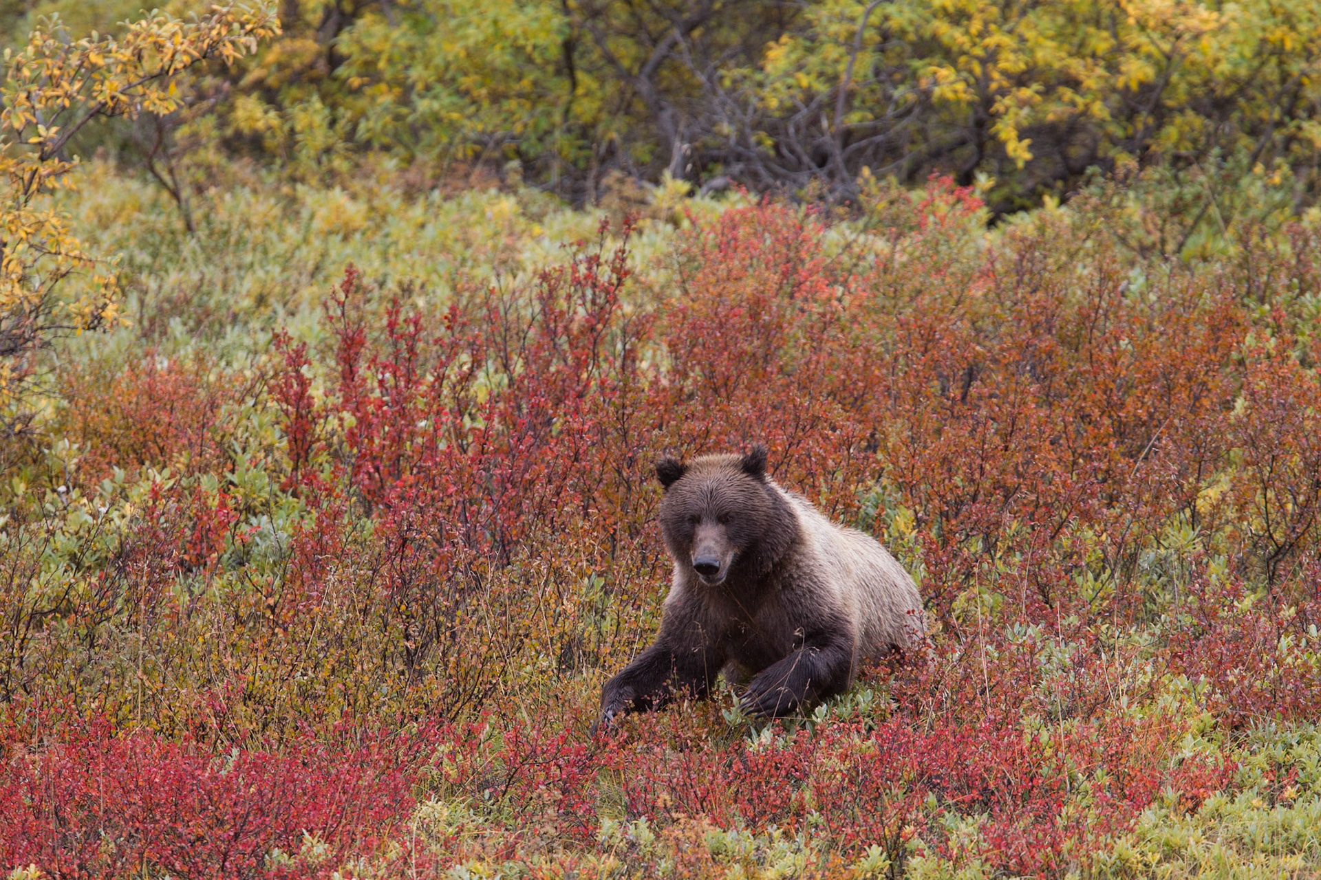 Grizzly (Denali NP)