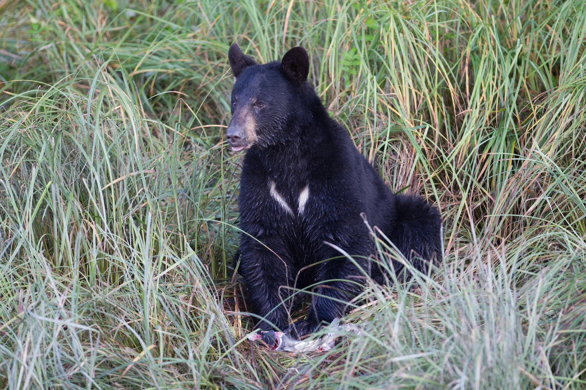 Black Bear (Valdez)