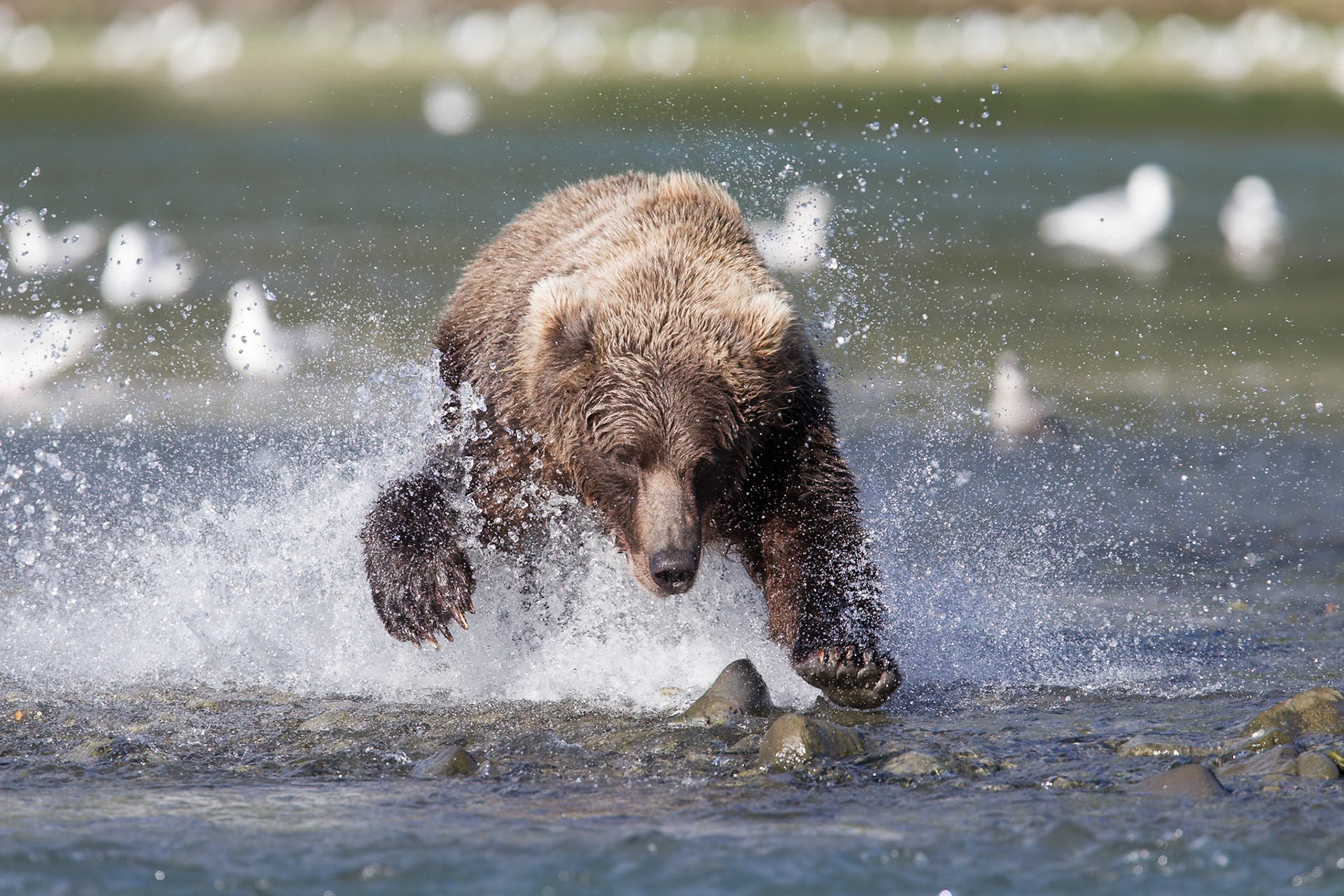 Grizzly - Geographic Harbor
