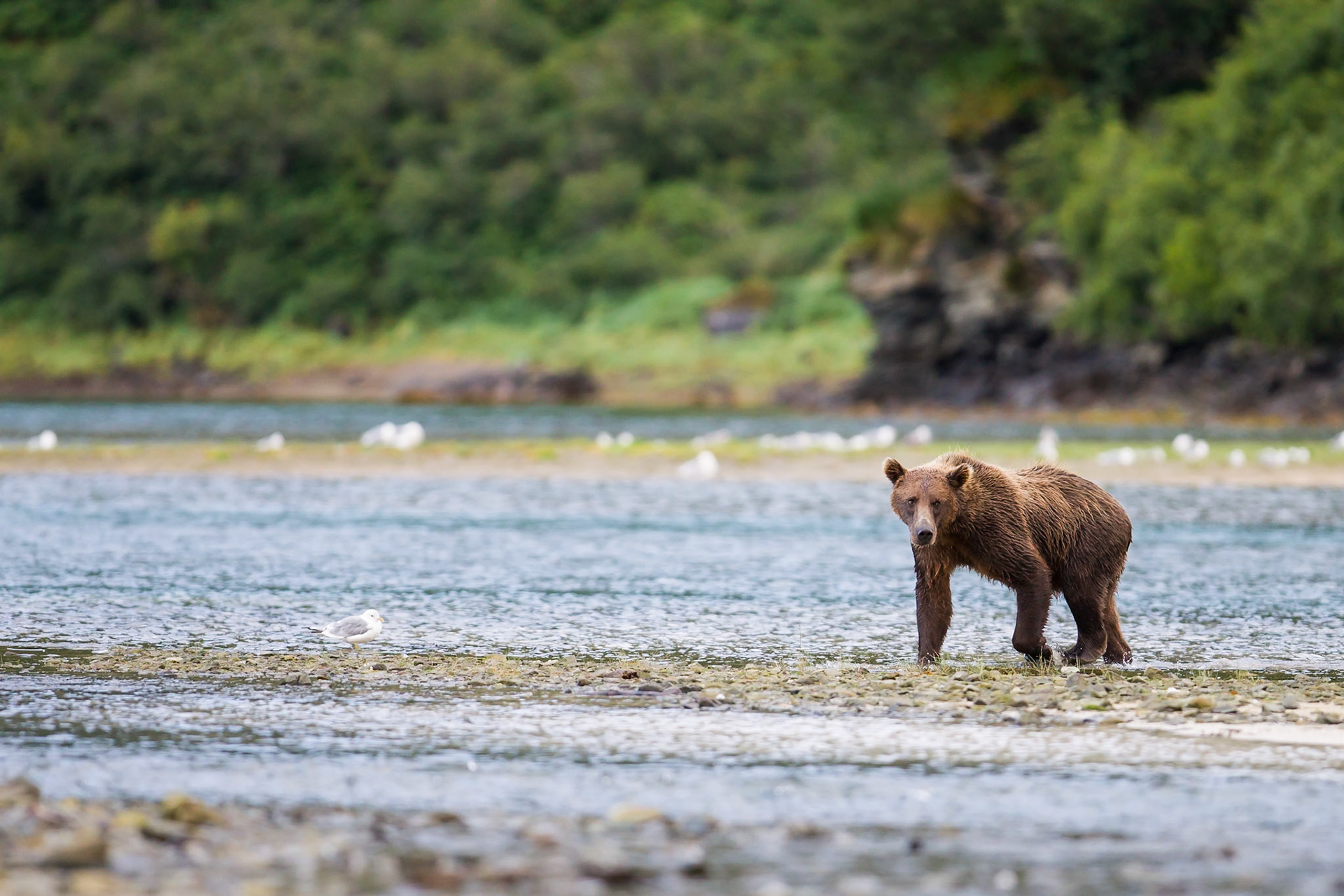 Grizzly (Geographic Harbor)