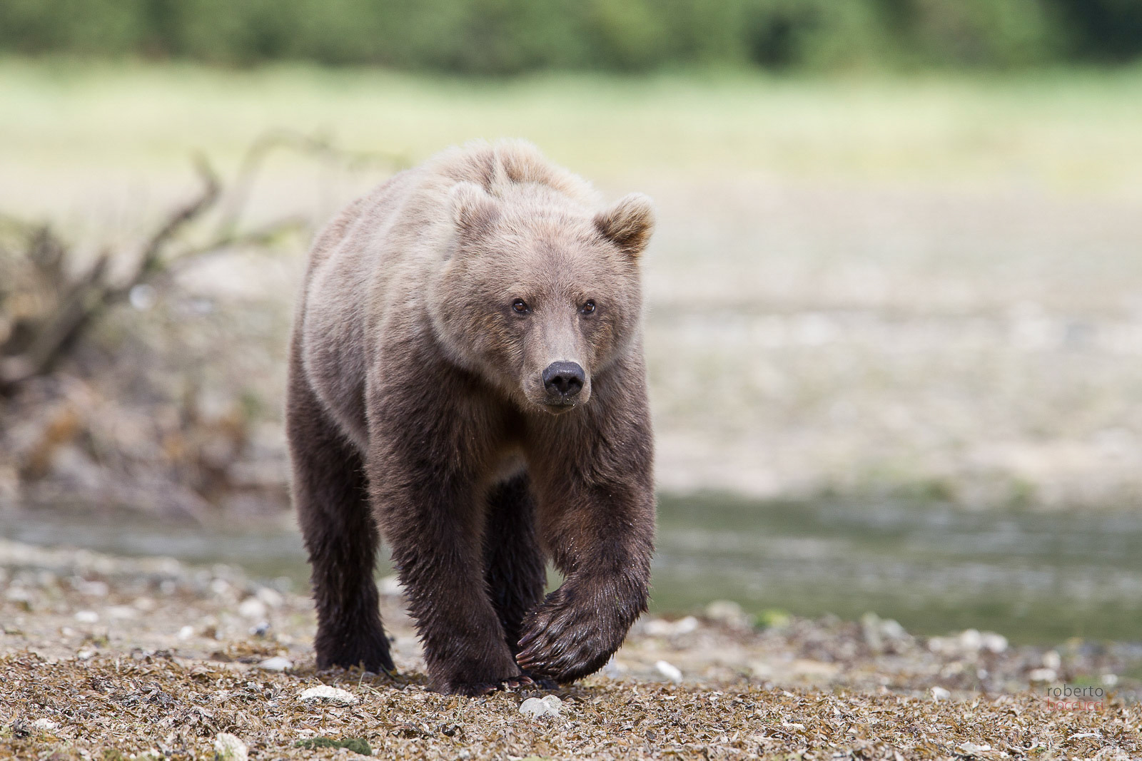 Grizzly - Geographic Harbor