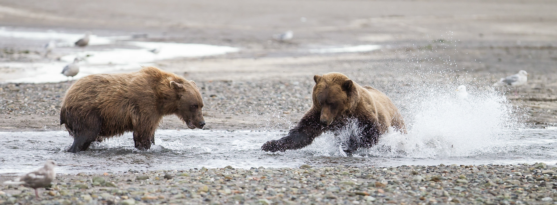 Grizzly - Missak bay