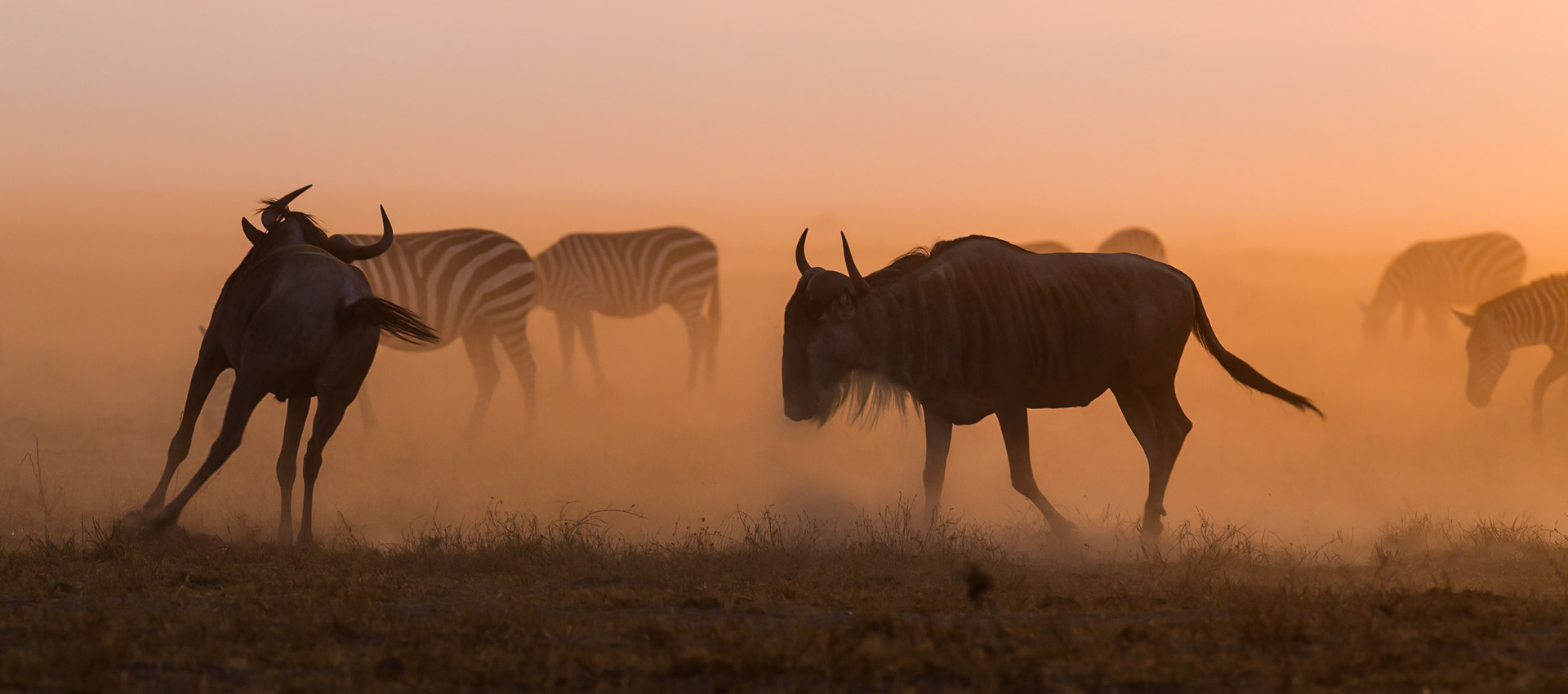 Gnu (Amboseli)