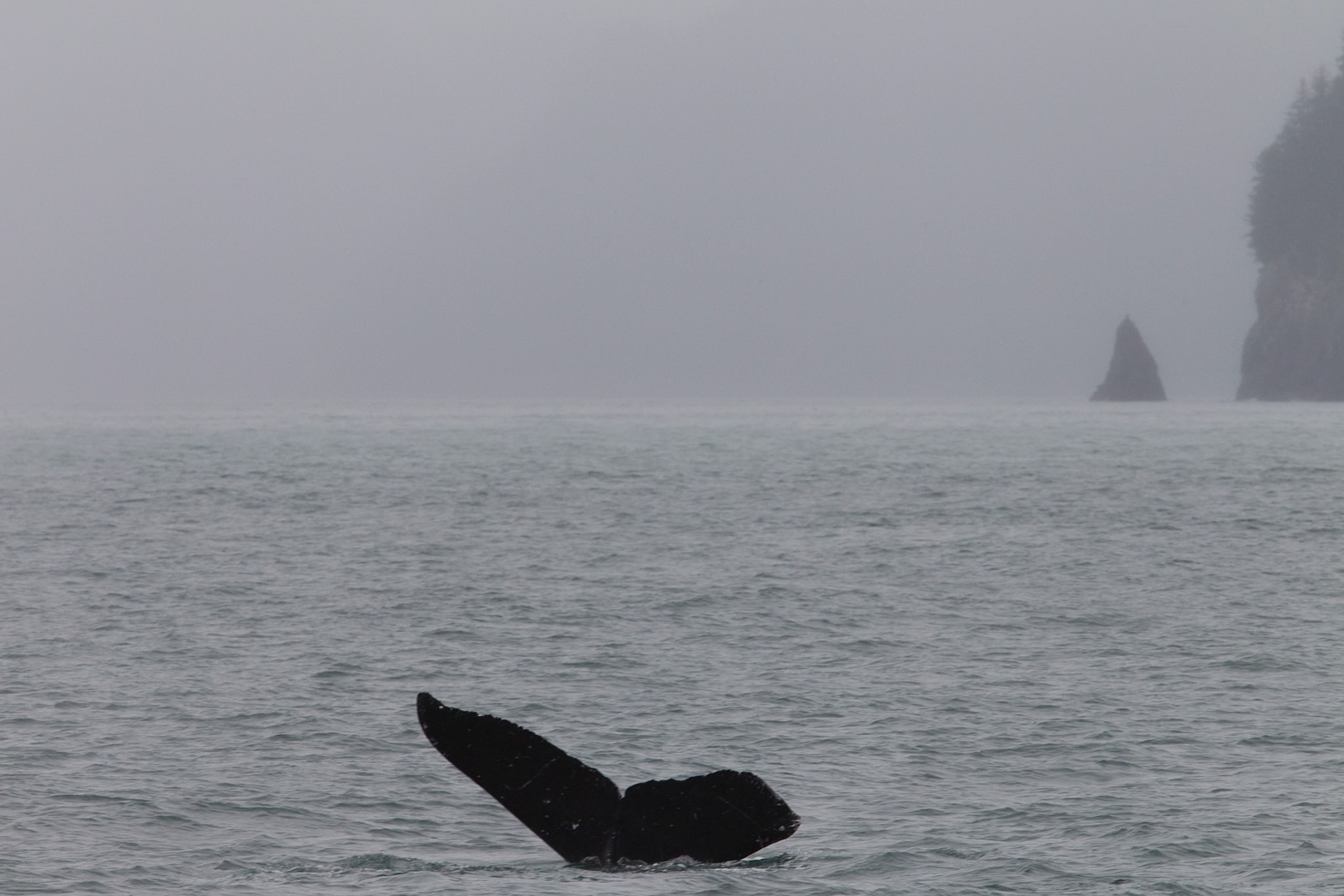 Humpback Whale (Seward)