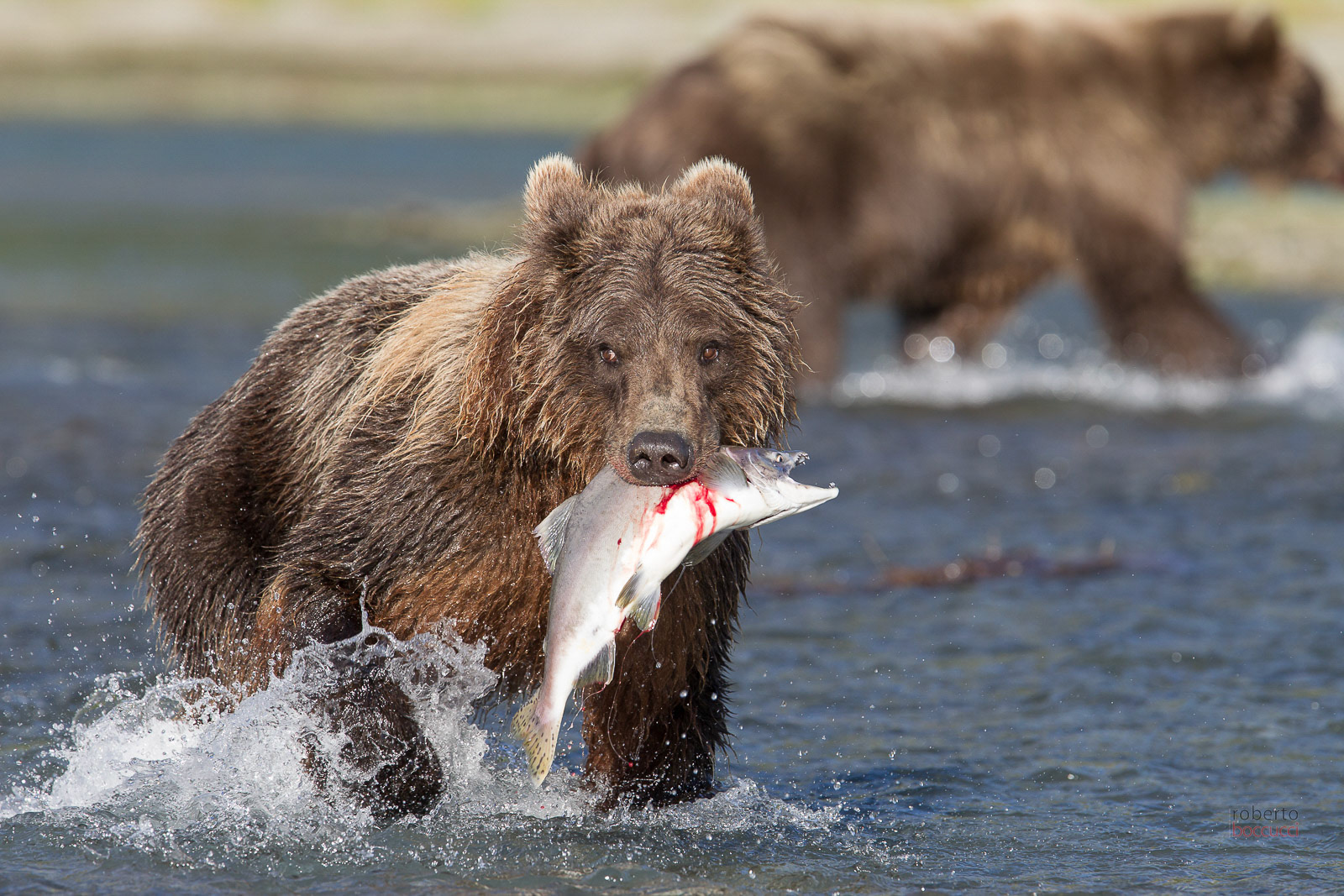 Grizzly - Geographic Harbor