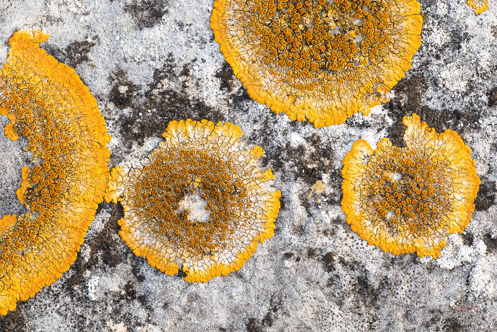 I saw a bunch of lichens in a dry stone wall ... and spent all day there ....