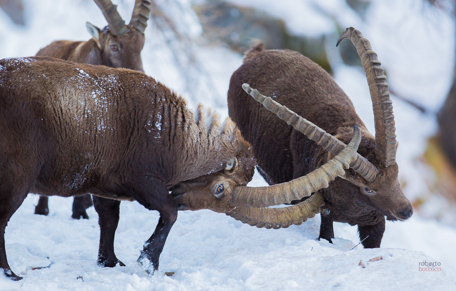 Ibex - Valnontey