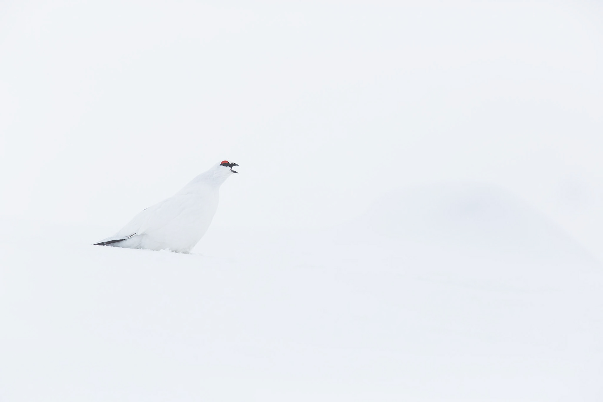 Ptarmigan