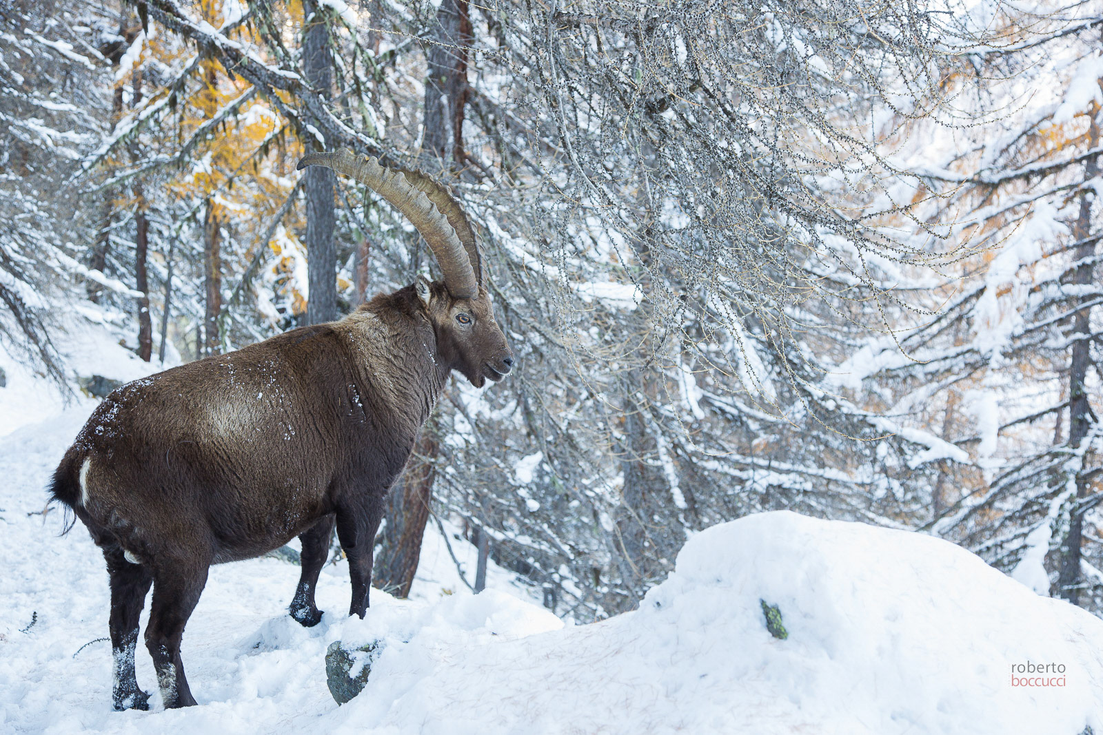 Ibex - Valnontey