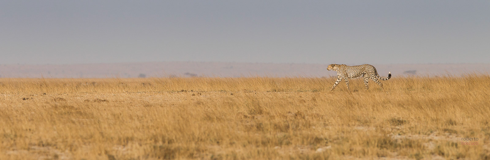 Ghepardo (Amboseli)