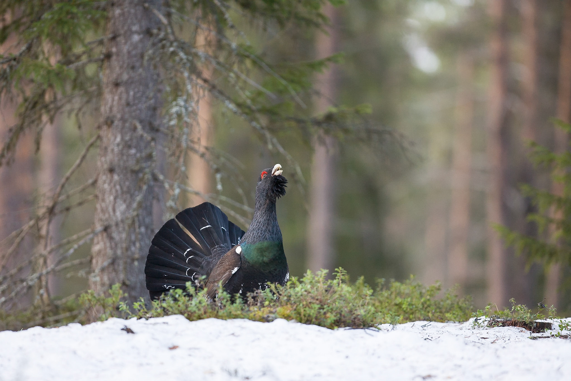 Capercaillie (Sweden)