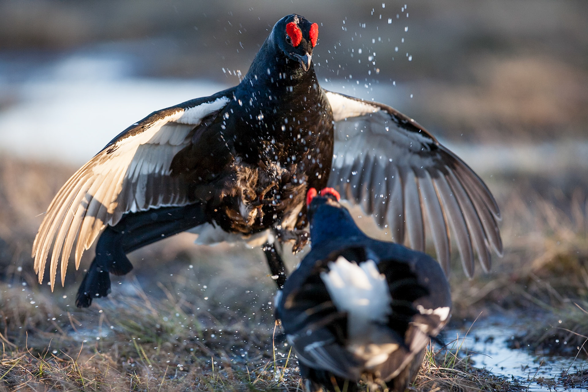 Black Grouse (Sweden)