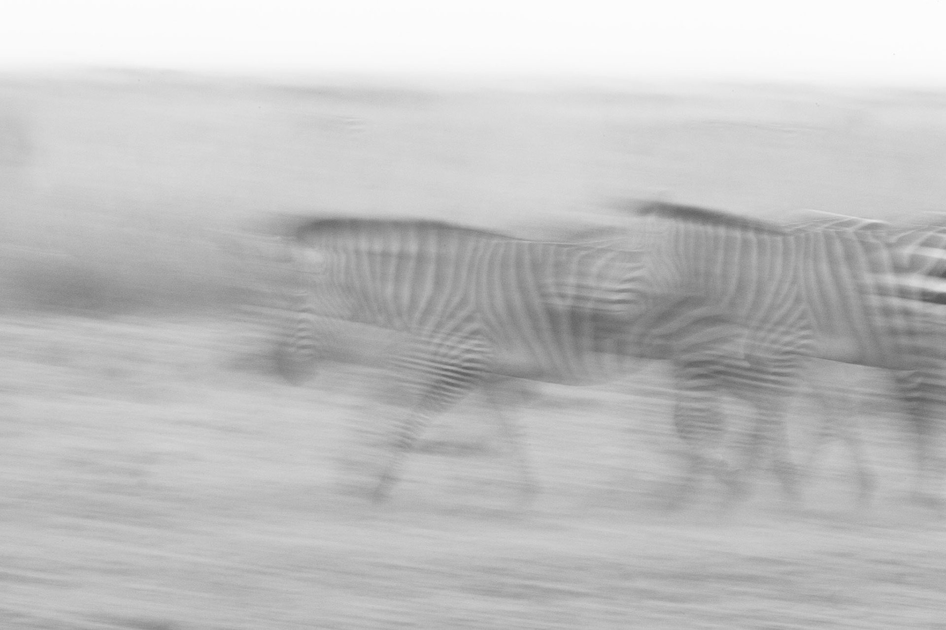Zebre (Masai Mara)