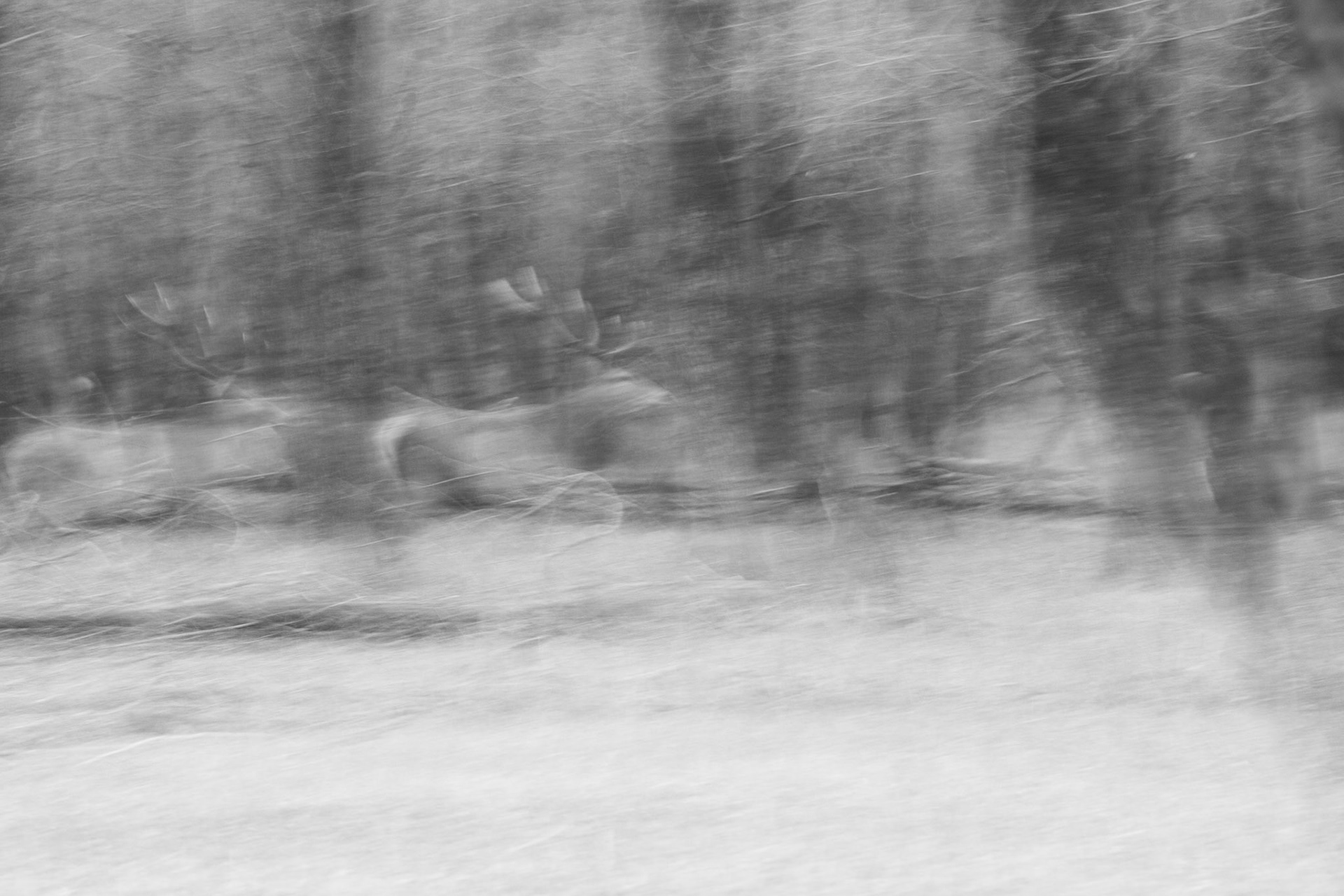 red deer, cervo, abruzzo, boccucci