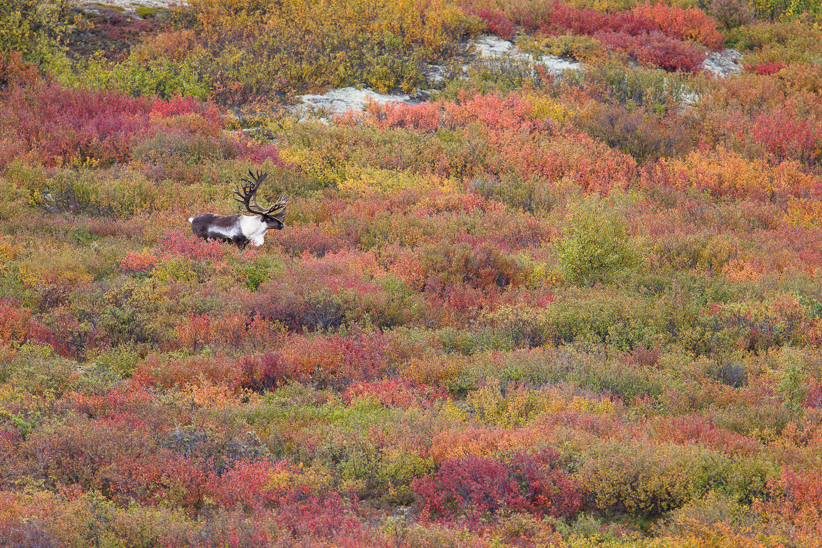 Caribou- Denali NP