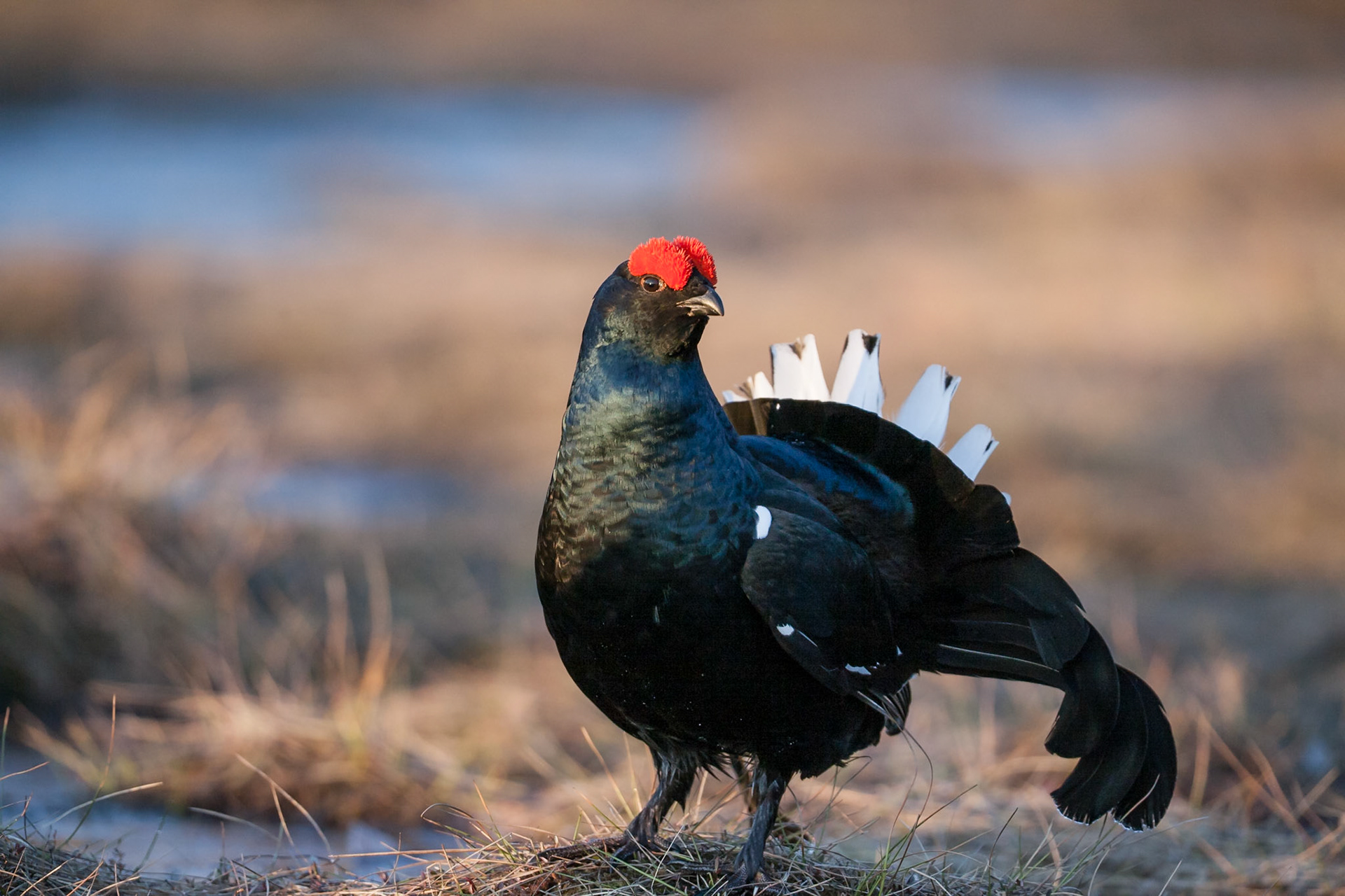 Black Grouse (Sweden)