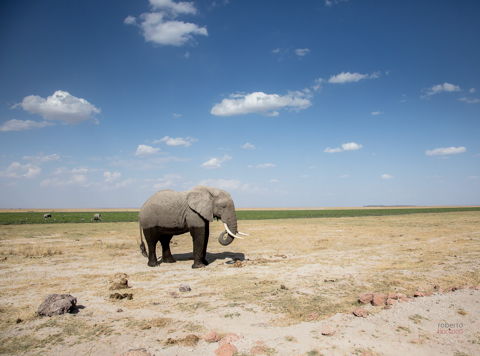 Elefante - Amboseli