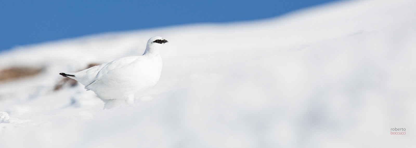 Ptarmigan