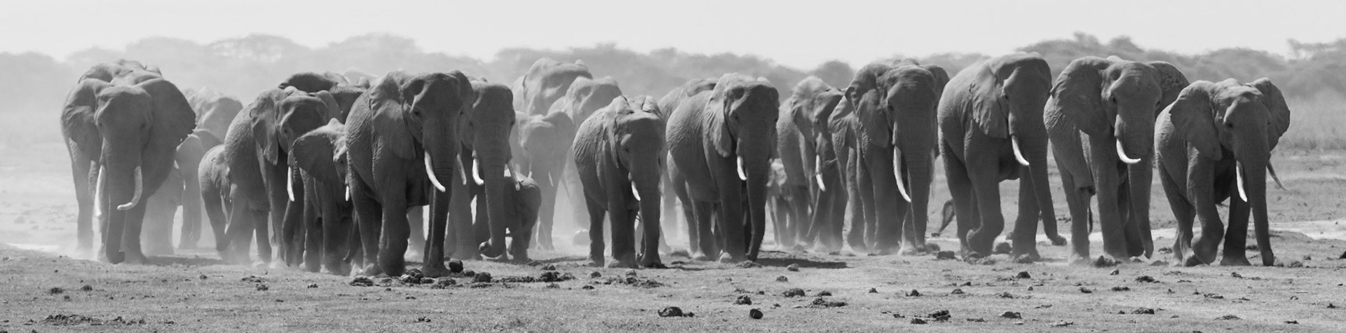 Elefante - Amboseli