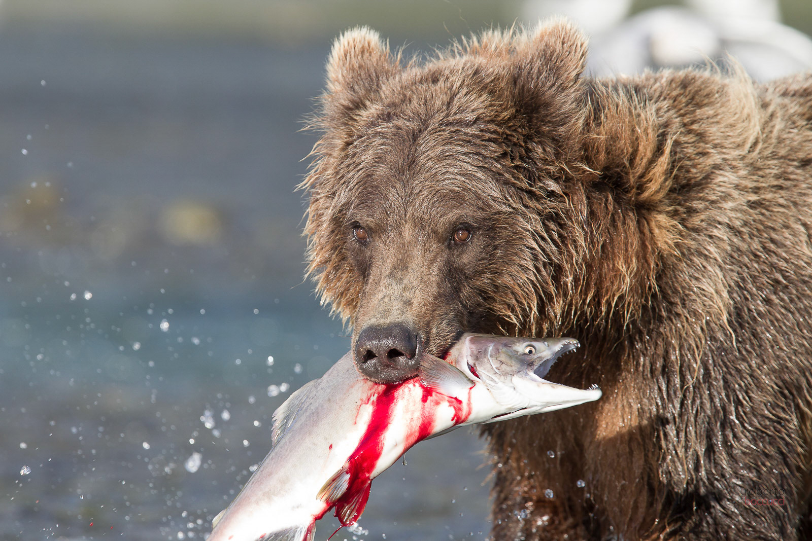 Grizzly - Geographic Harbor