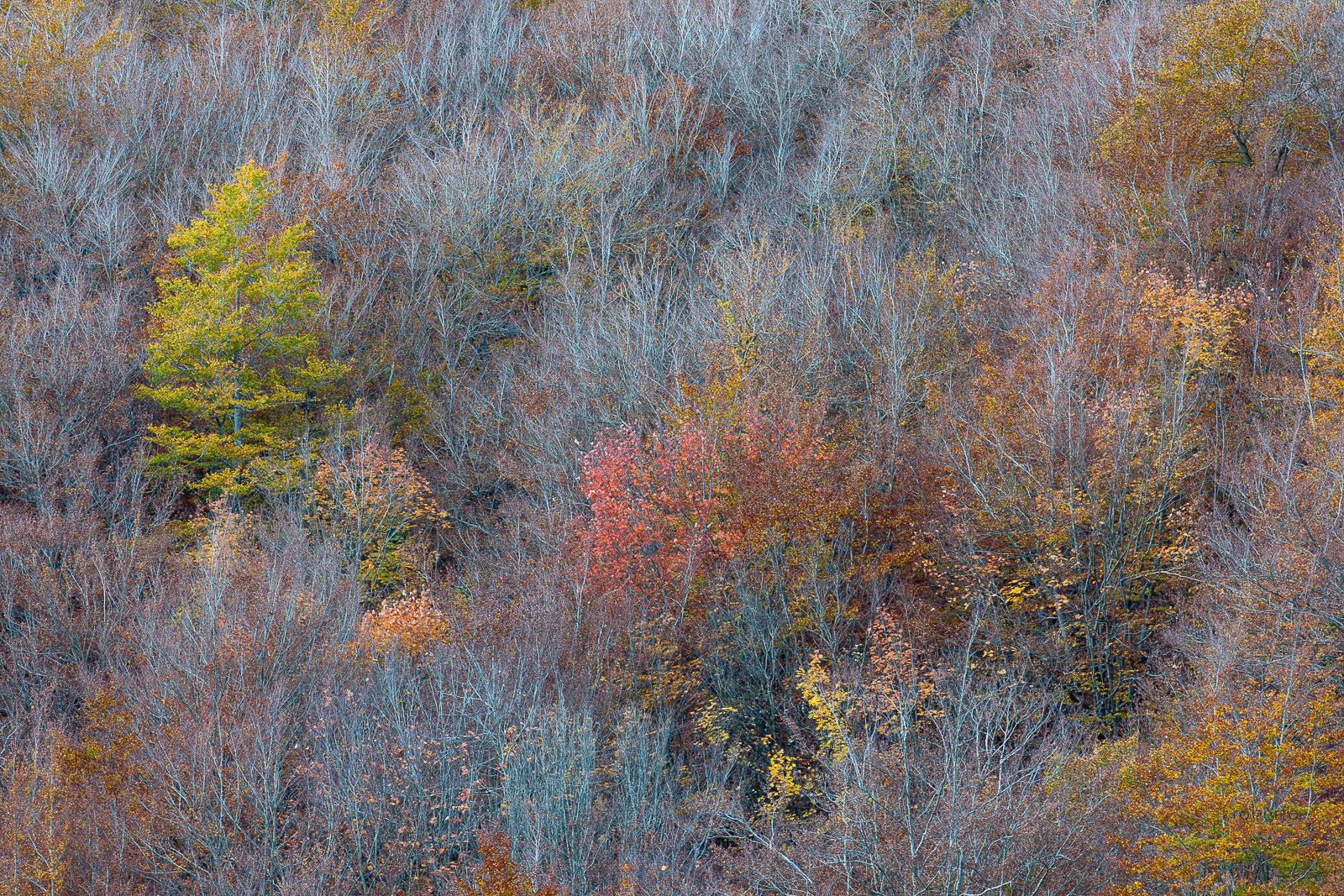 We are now at the end of autumn and only one tree resists ...