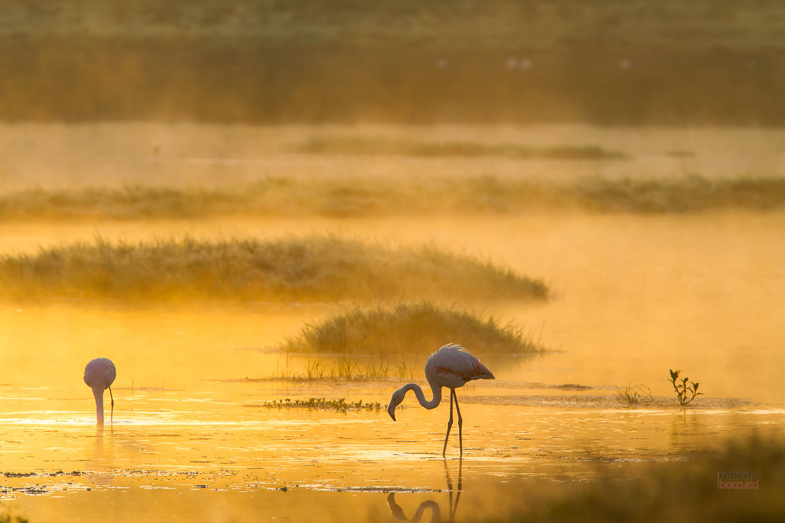 Lesser Flamingo - Nakuru Lake