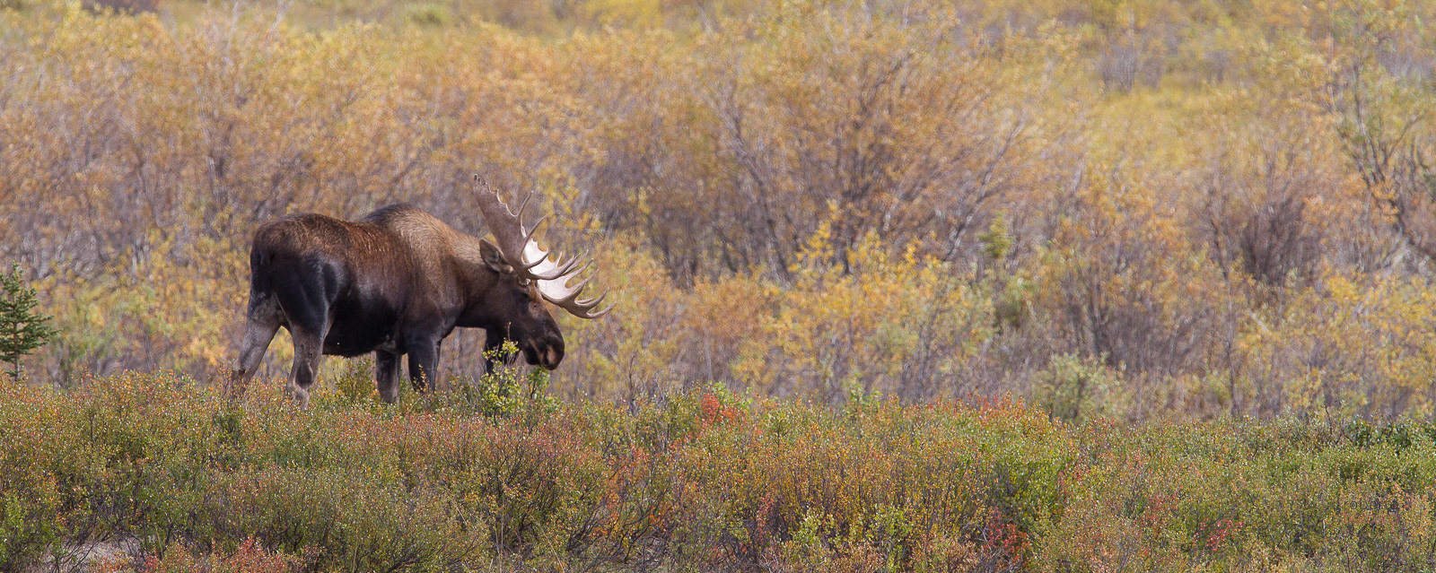 Moose (Denali NP)