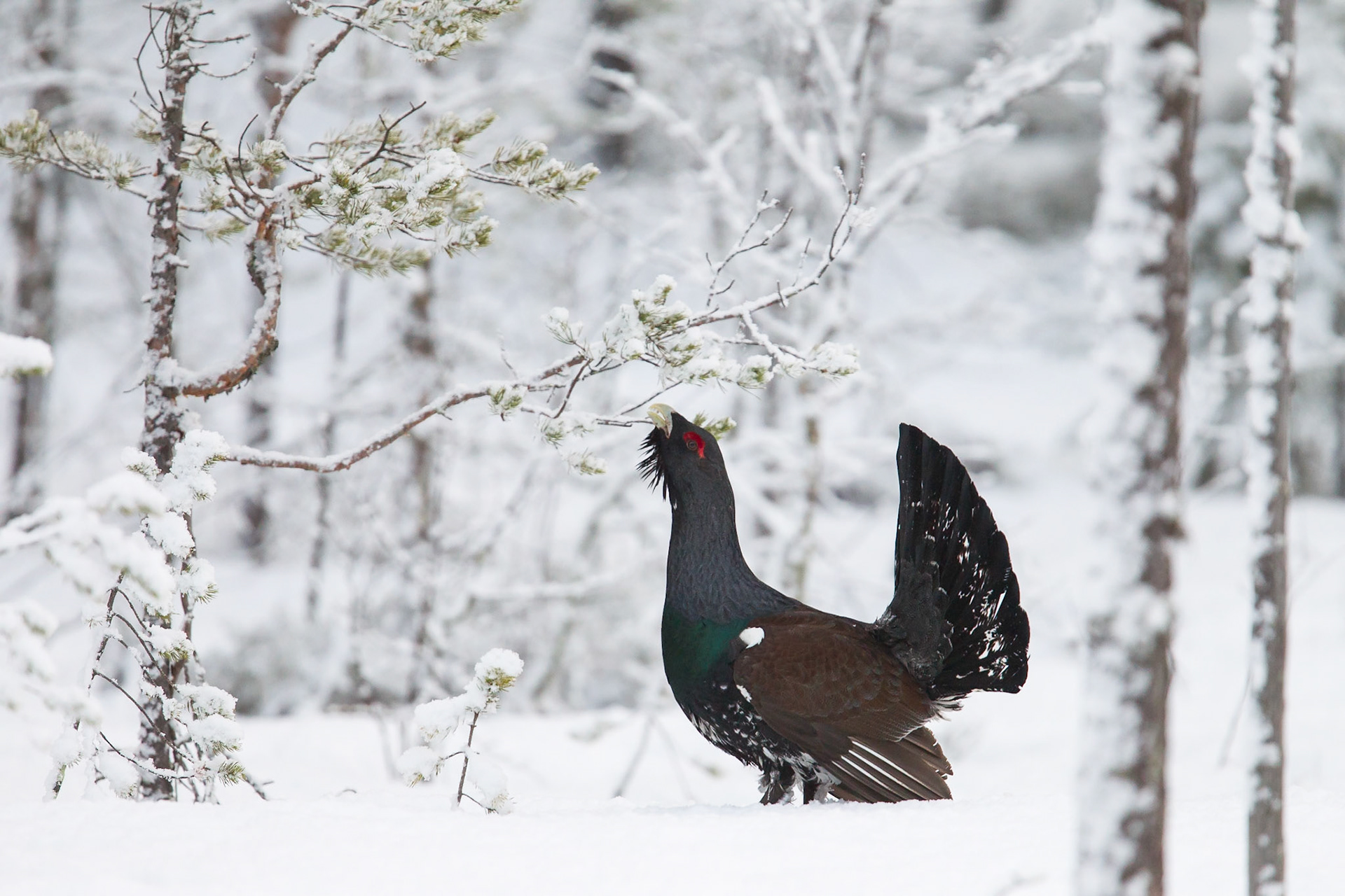 Capercaillie (Finland)