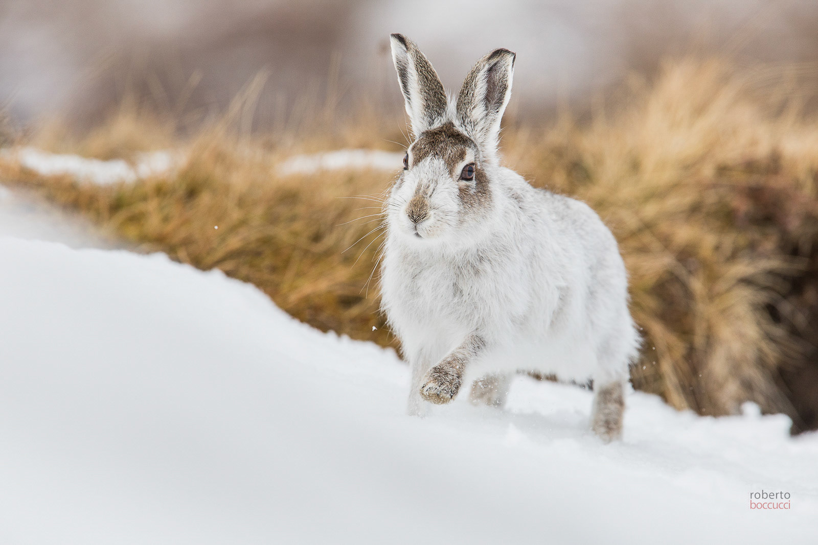 Mountain Hare