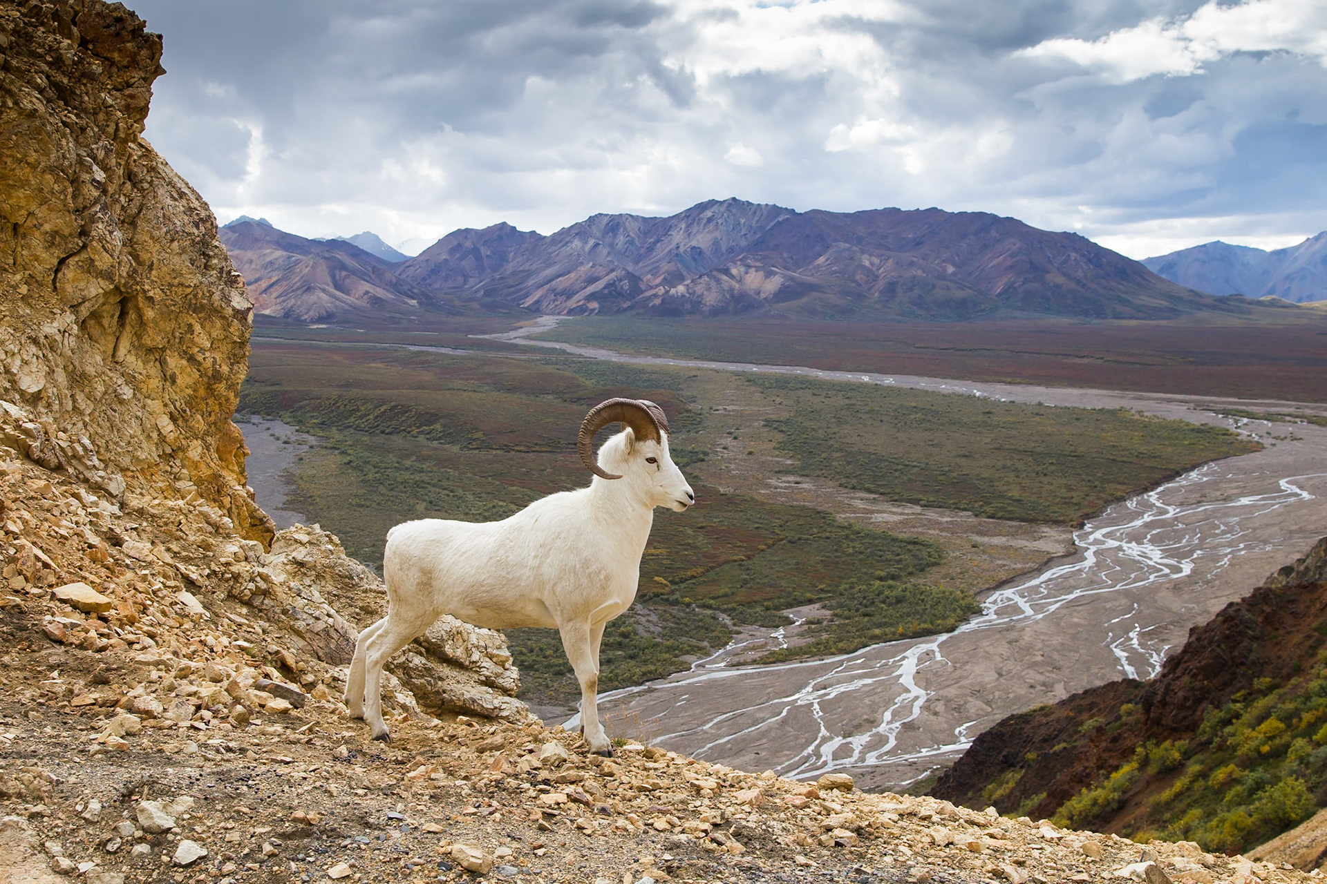 Dall Sheep (Denali NP)