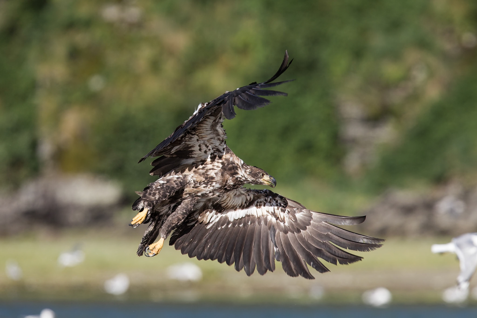 Bald Eagle (Geographic Harbor)