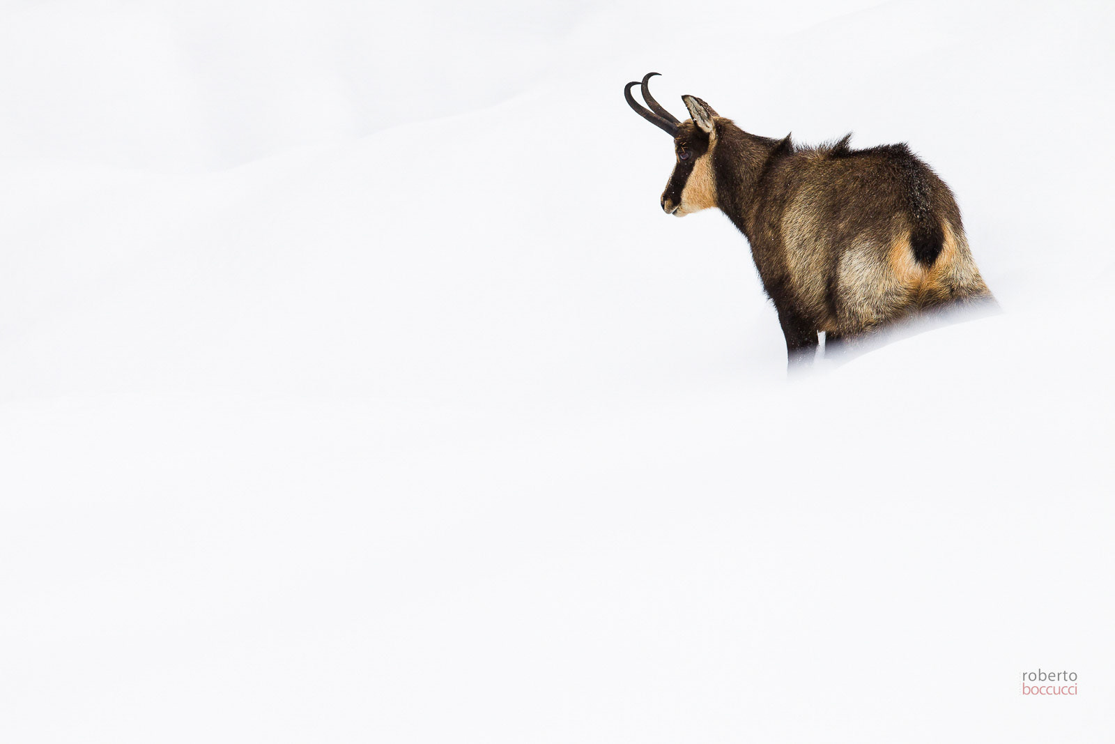 Chamois - Valnontey